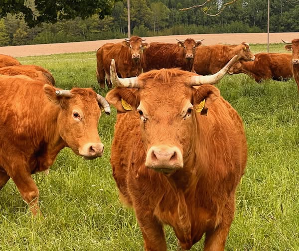 Pagrindinė įrašo iliustracija